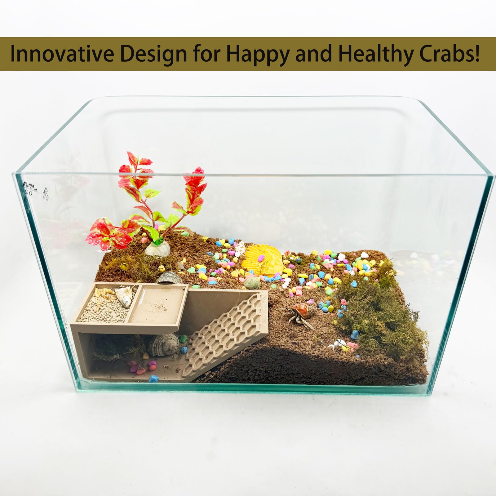 HOZOE abri installé dans terrarium stimulant l'exploration