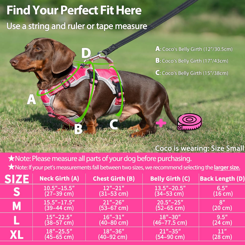 Huntboo harnais placé sur un teckel pour comparaison de taille précise