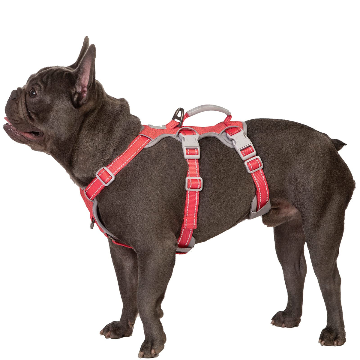 Huntboo harnais face avant montrant le design de gilet et maintien sûr