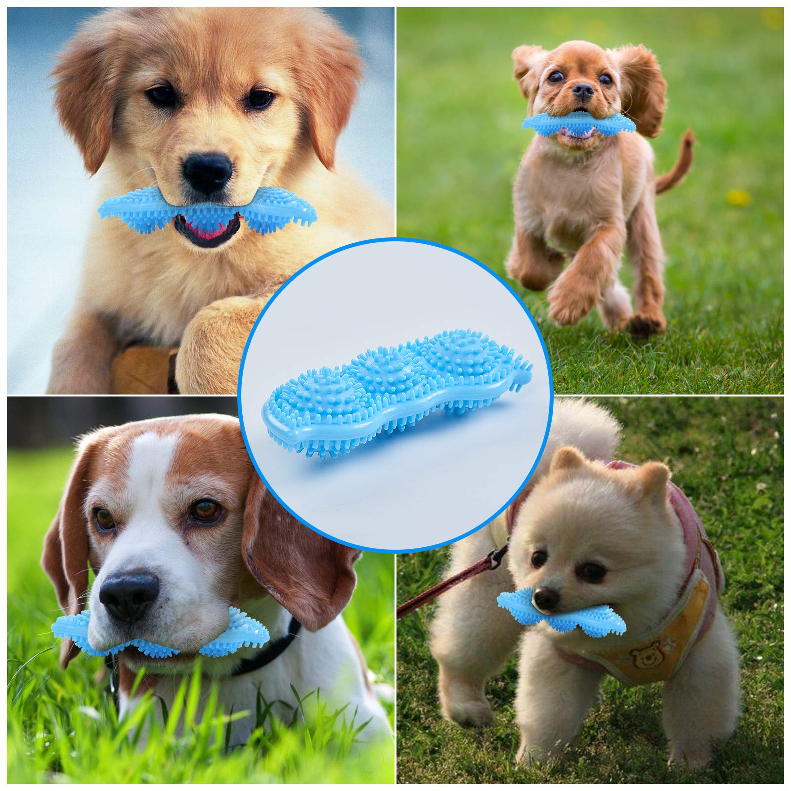 Hurray à côté d'une main pour montrer l'échelle pratique pour chiots