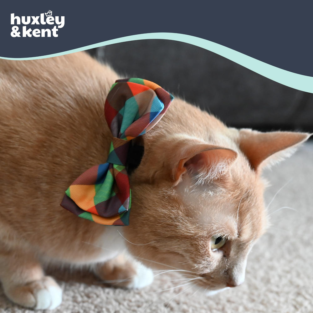 Huxley & Kent chat portant noeud, photo-ready pour portraits