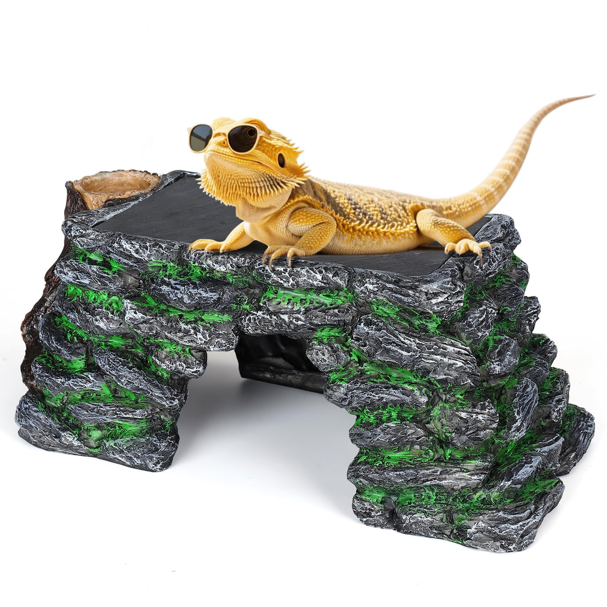 Hygger zoo vue face montrant plateforme stable et design naturel