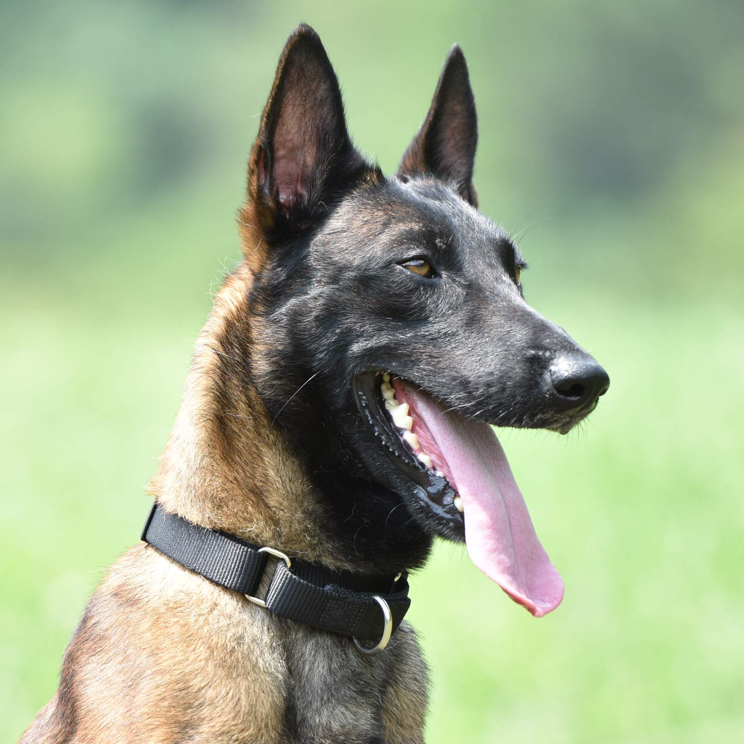Hyhug collier martingale sur chien en promenade, empêche les fugues