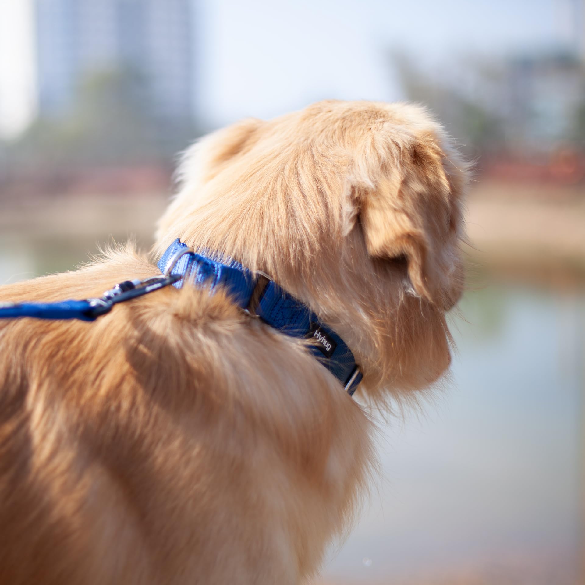 Hyhug collier sur chien en extérieur démontrant tenue aux intempéries