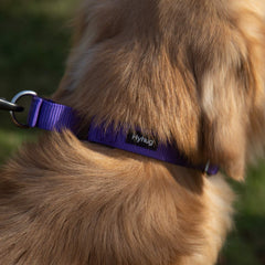 Hyhug collier martingale porté sur chien moyen pour contrôle doux