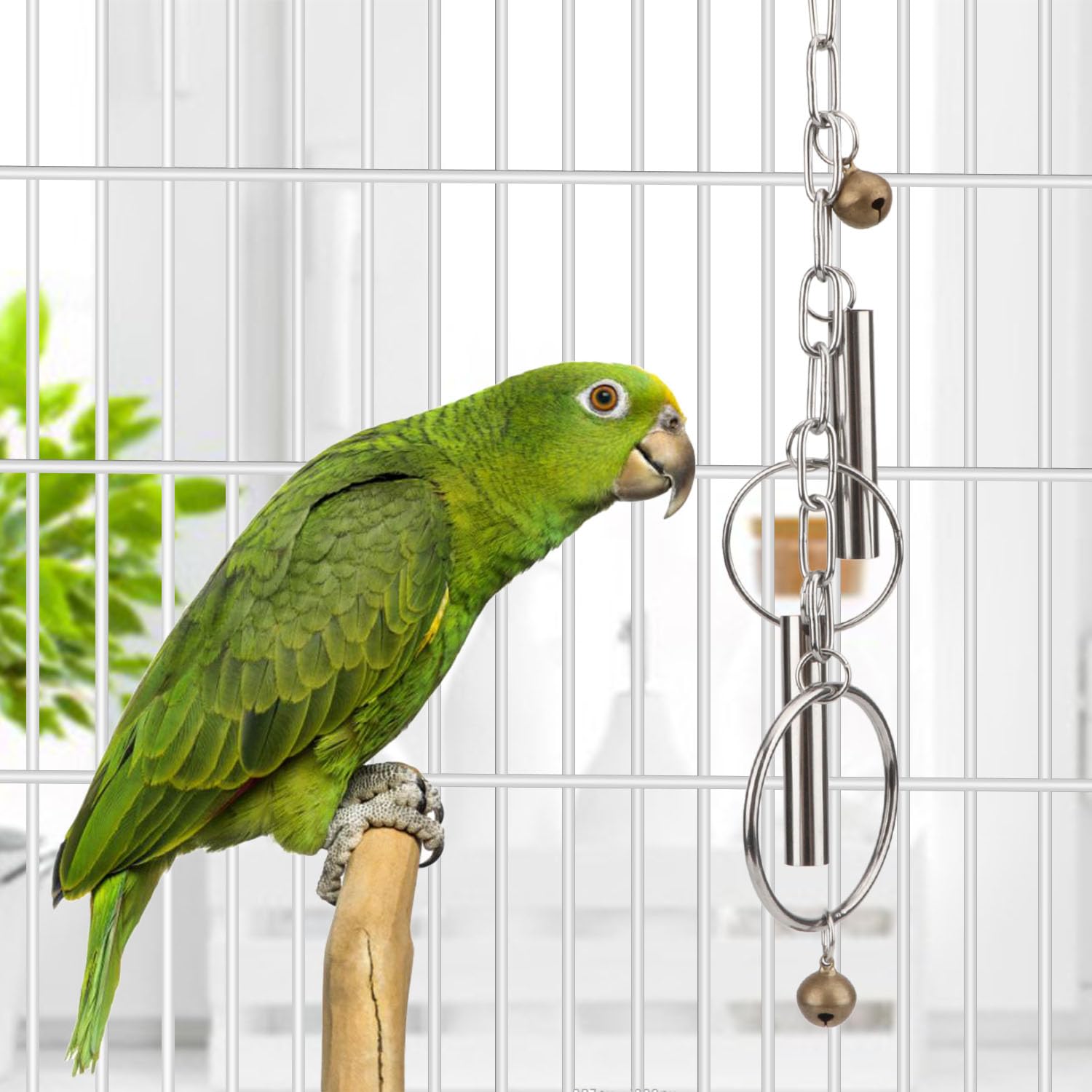 Hypeety conure jouant et tintant la cloche, stimulation active