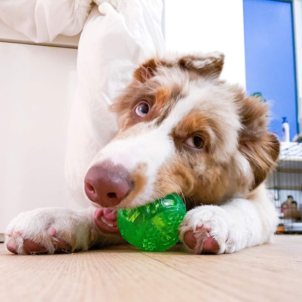 Hyper Pet balle à côté d'une main montre taille adaptée petits chiens