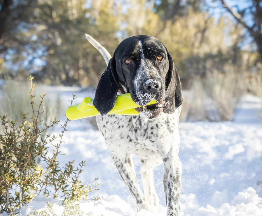 Hyper Pet chien en train de rapporter le stick pour exercice actif