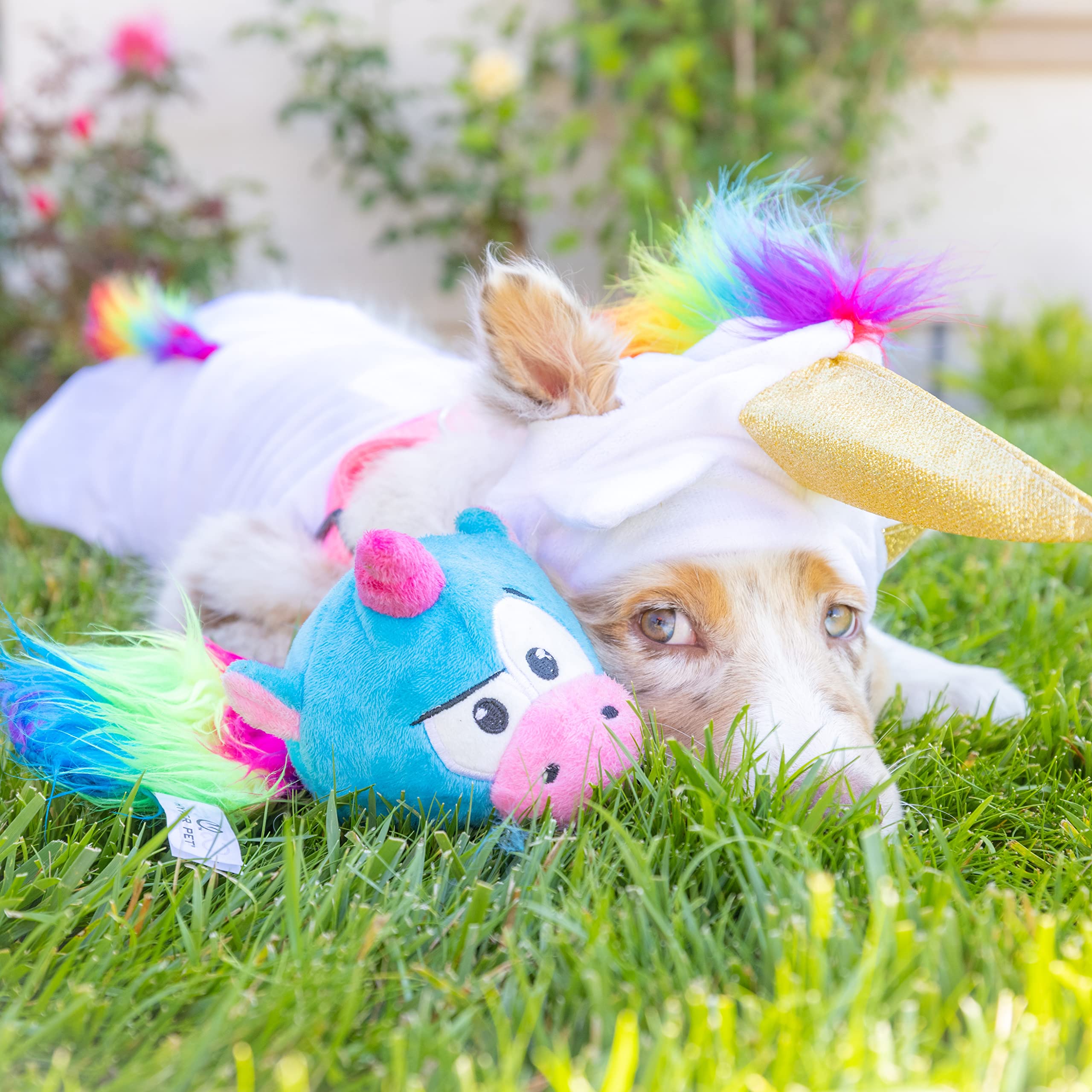Hyper Pet gros plan des couleurs et textures vives attirant l'attention du chien