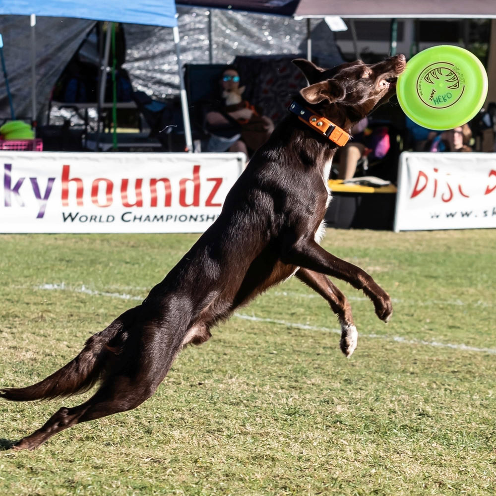 Hyperflite K-10 Jawz chien attrapant le disque pour jeu contrôlé