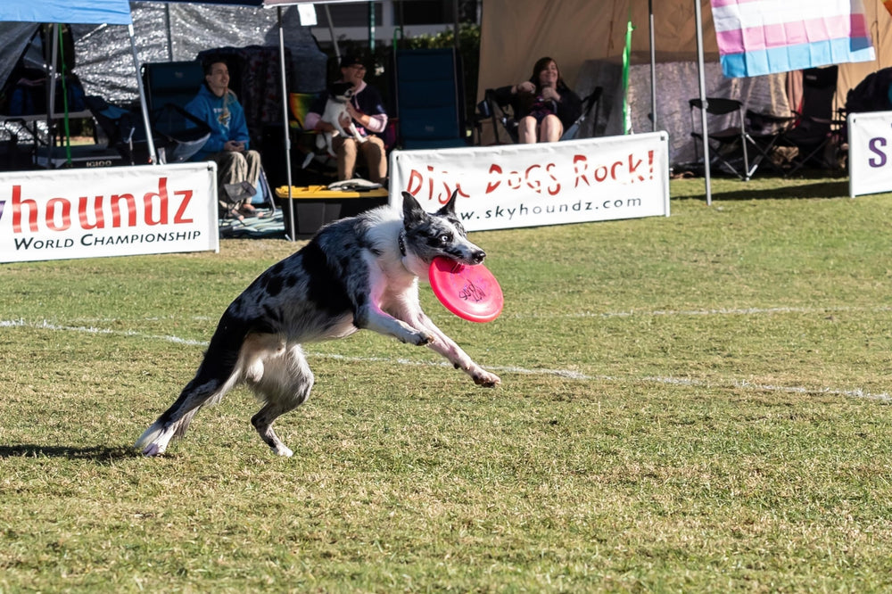 Hyperflite K-10 Jawz profil du bord montrant confort pour la gueule du chien