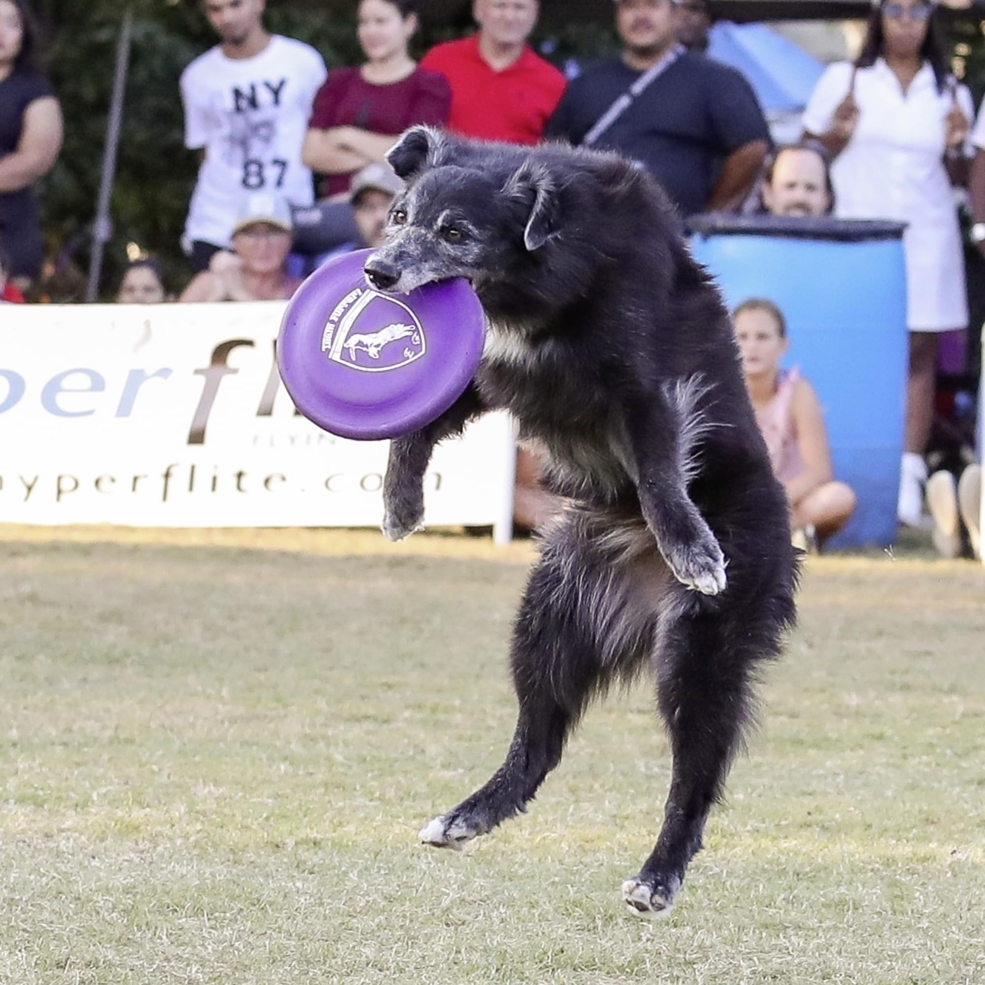 Hyperflite K-10 comparaison échelle montrant taille idéale pour chien moyen-grd