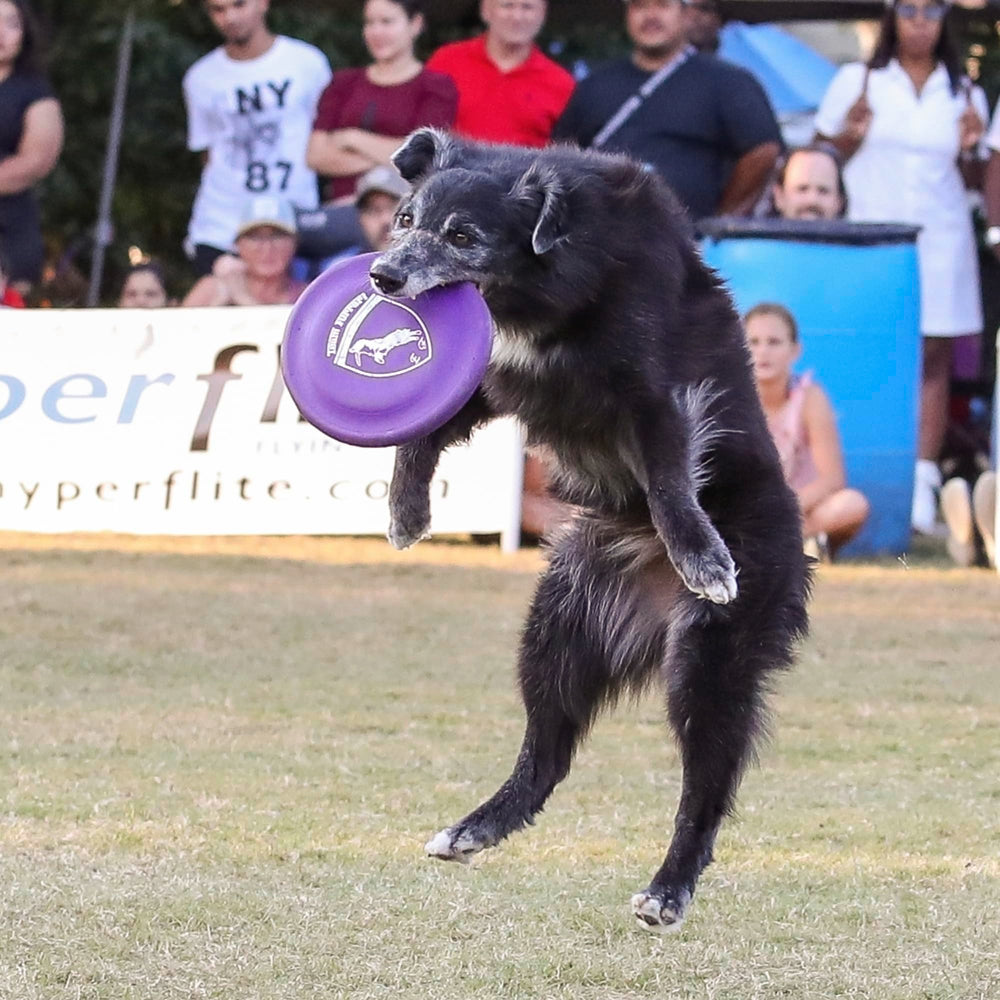 Hyperflite K-10 comparaison échelle montrant taille idéale pour chien moyen-grd