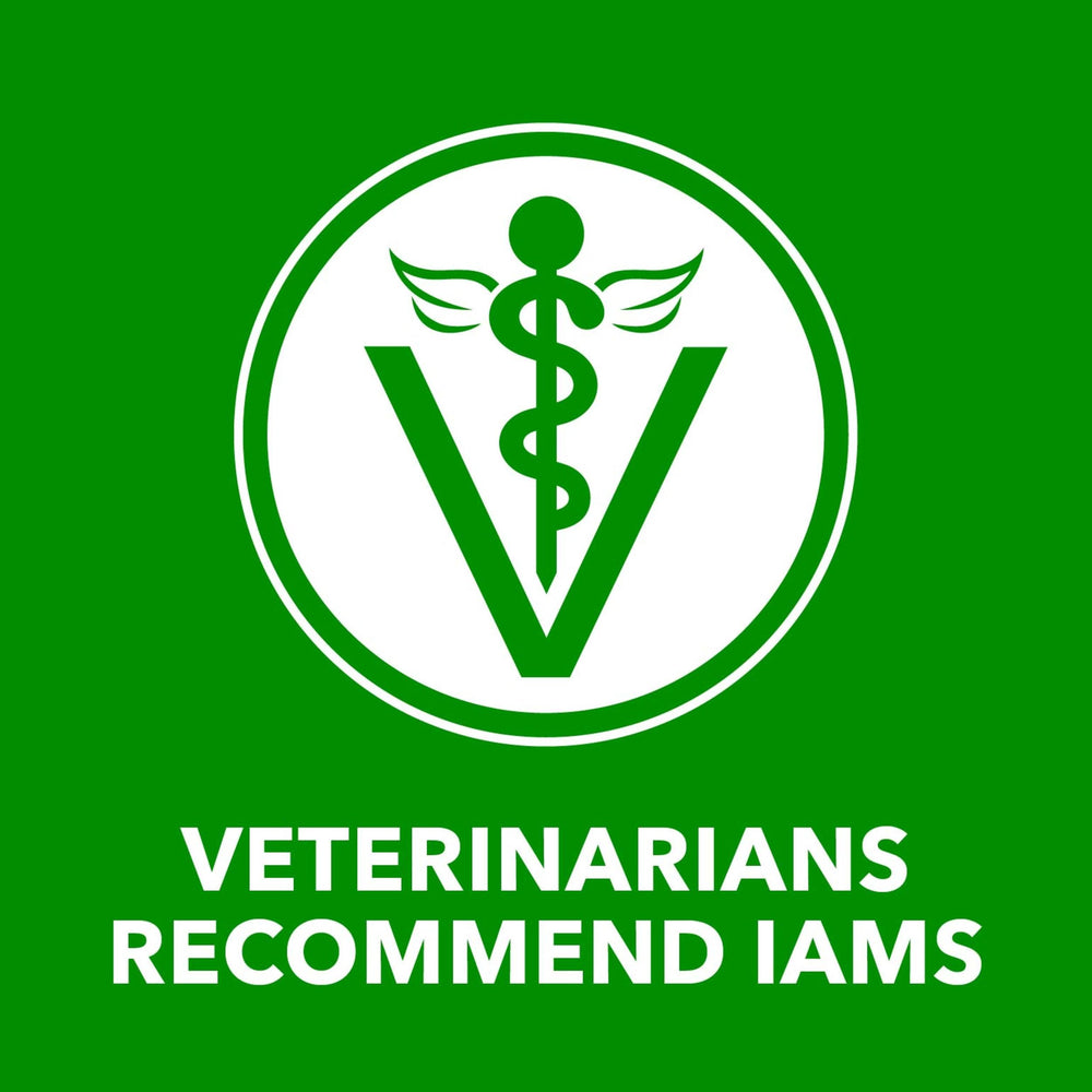 iams chien mange dans une gamelle montrant plaisir alimentaire