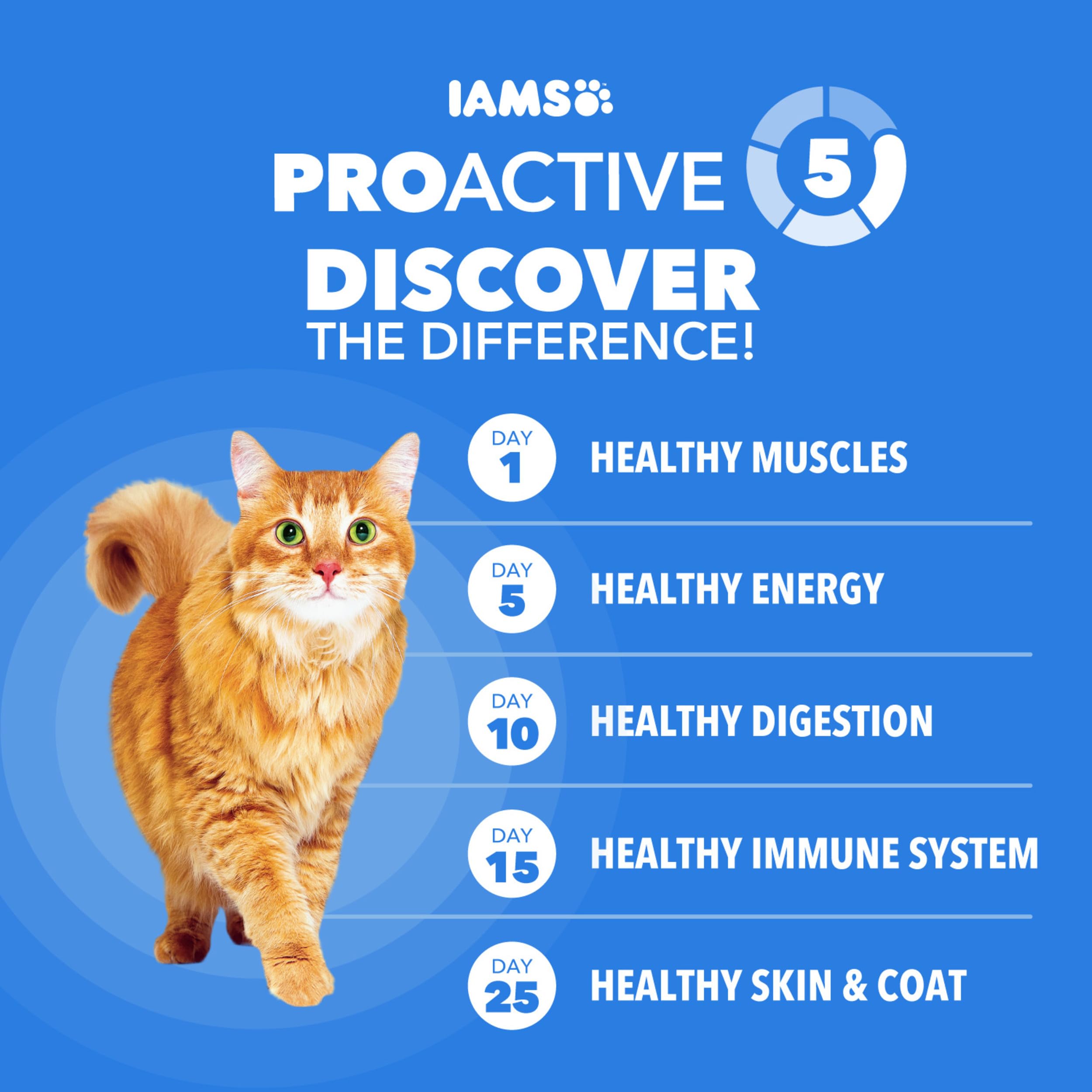 IAMS bol rempli prêt à servir montrant portion pratique