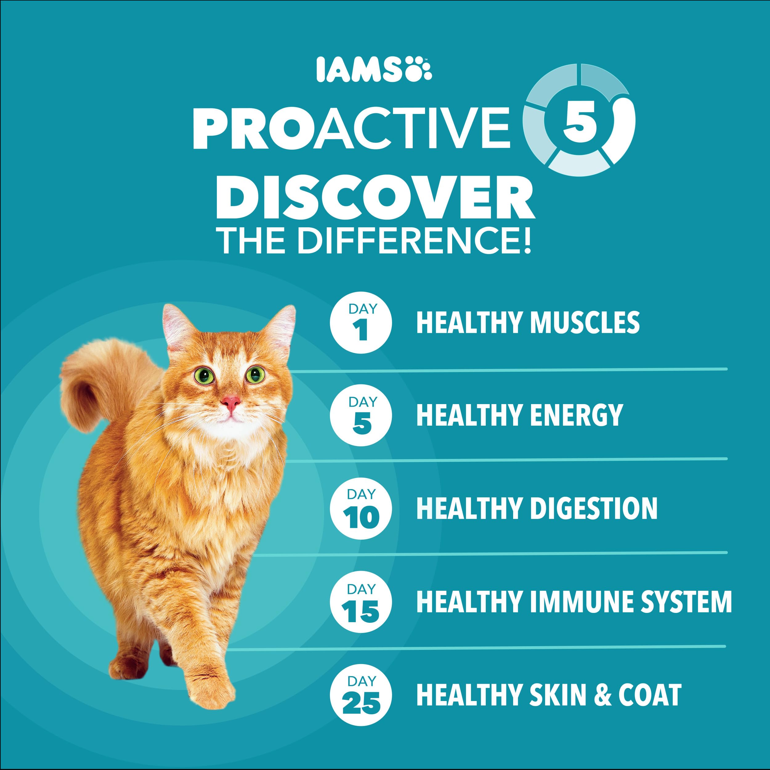 IAMS chat mangeant croquettes favorisant un poids équilibré