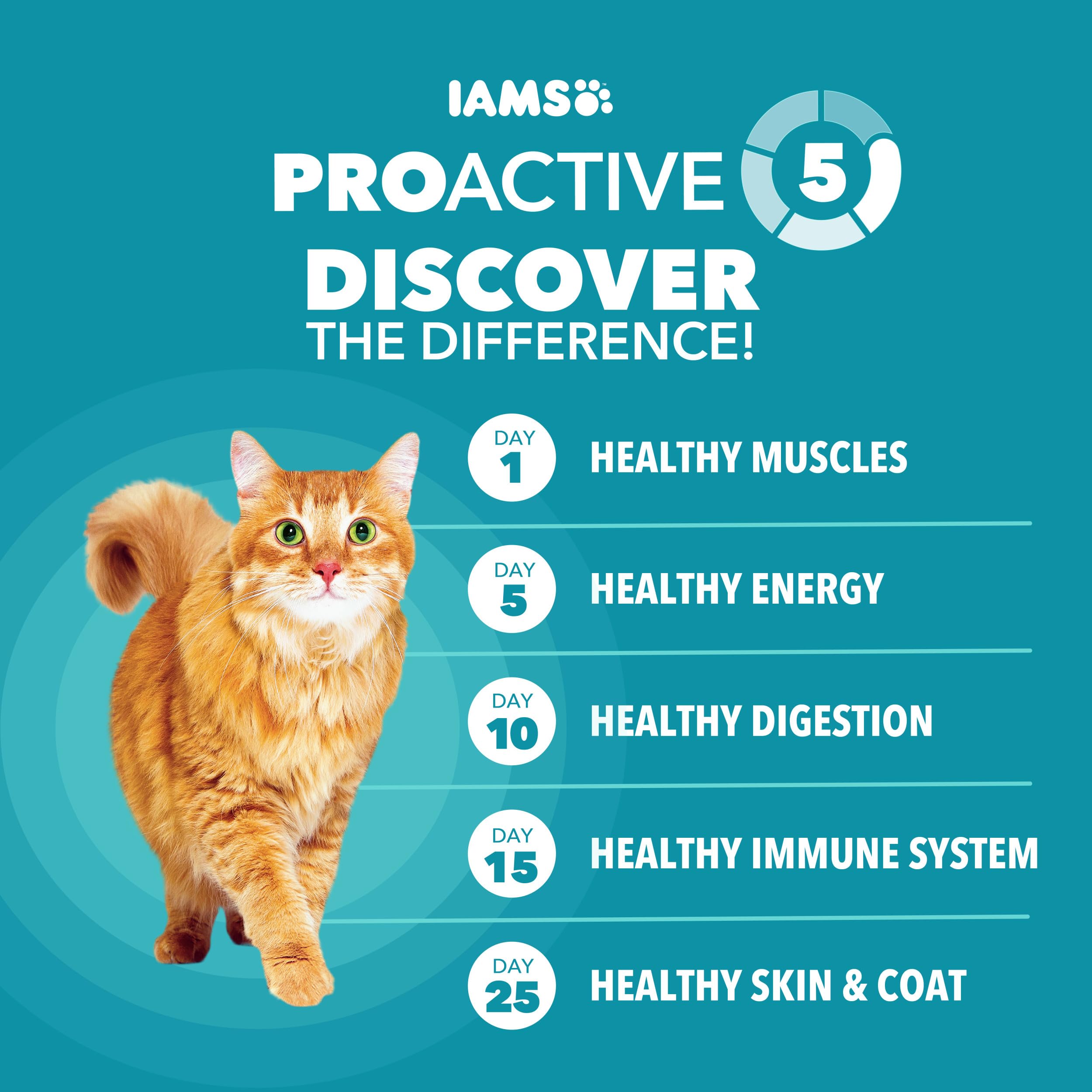 IAMS chat mangeant dans un bol, favorise poids sain et énergie