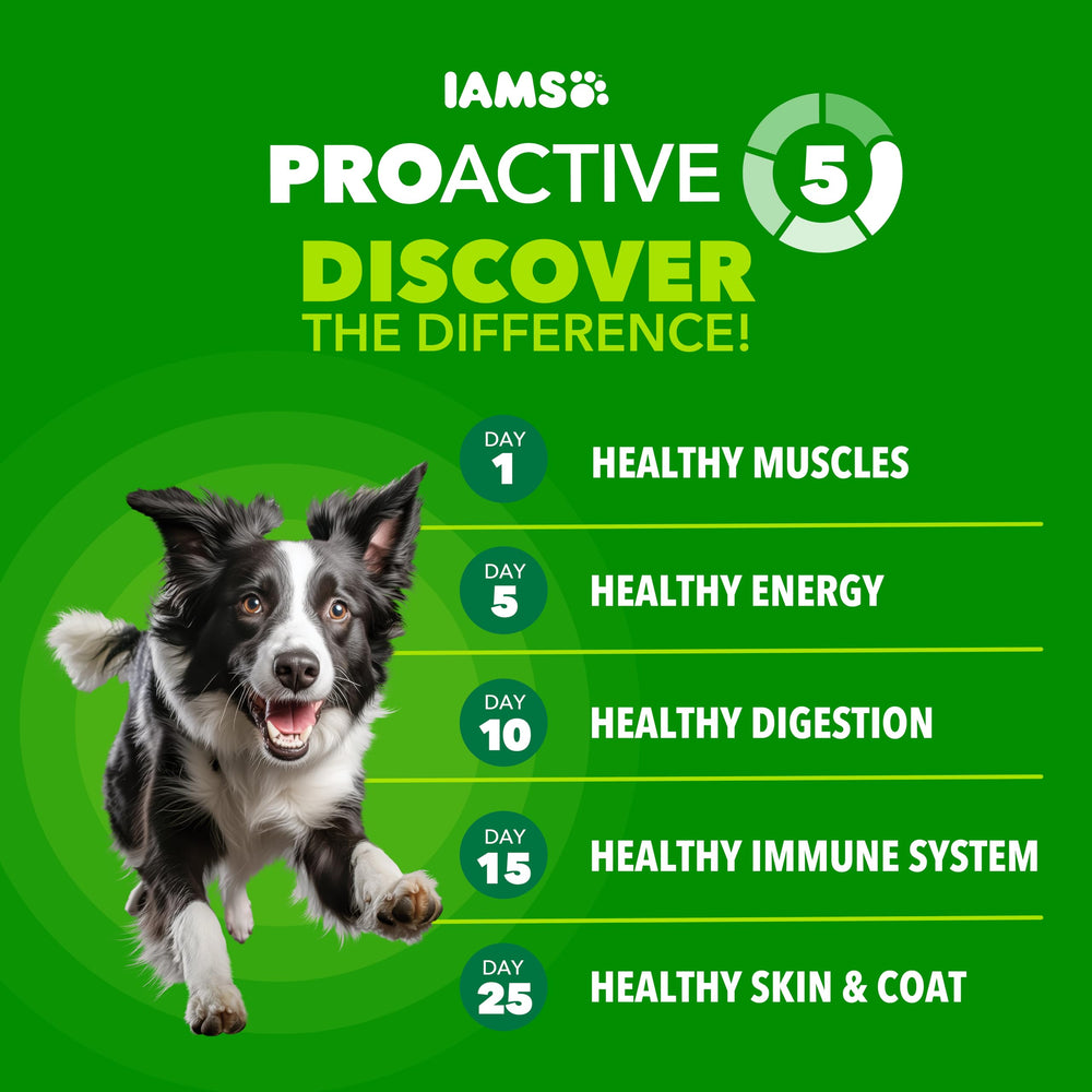 Image IAMS chien dégustant dans une cuisine illustrant confort digestif
