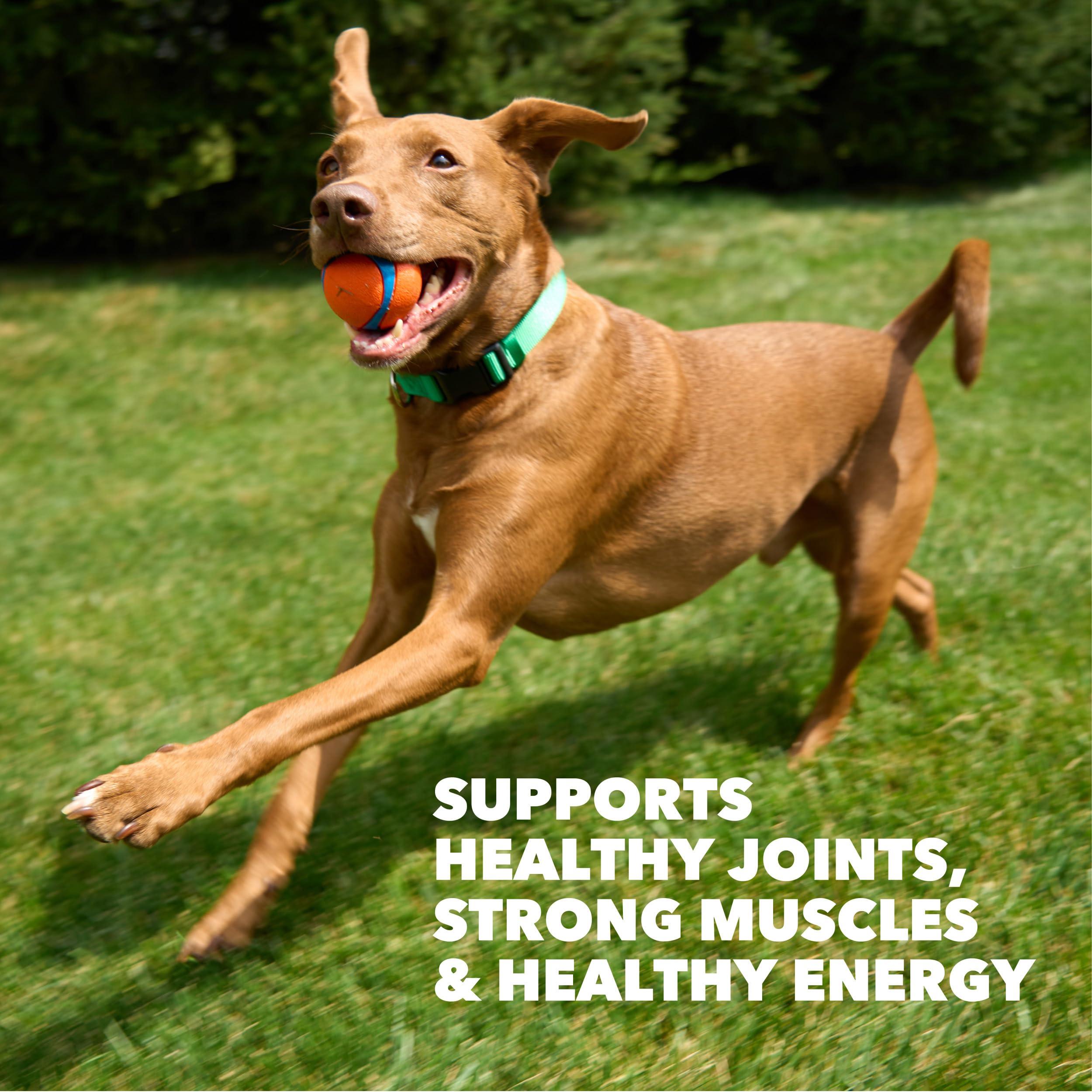IAMS texture croquette proche, qualité nutritive visible pour muscles