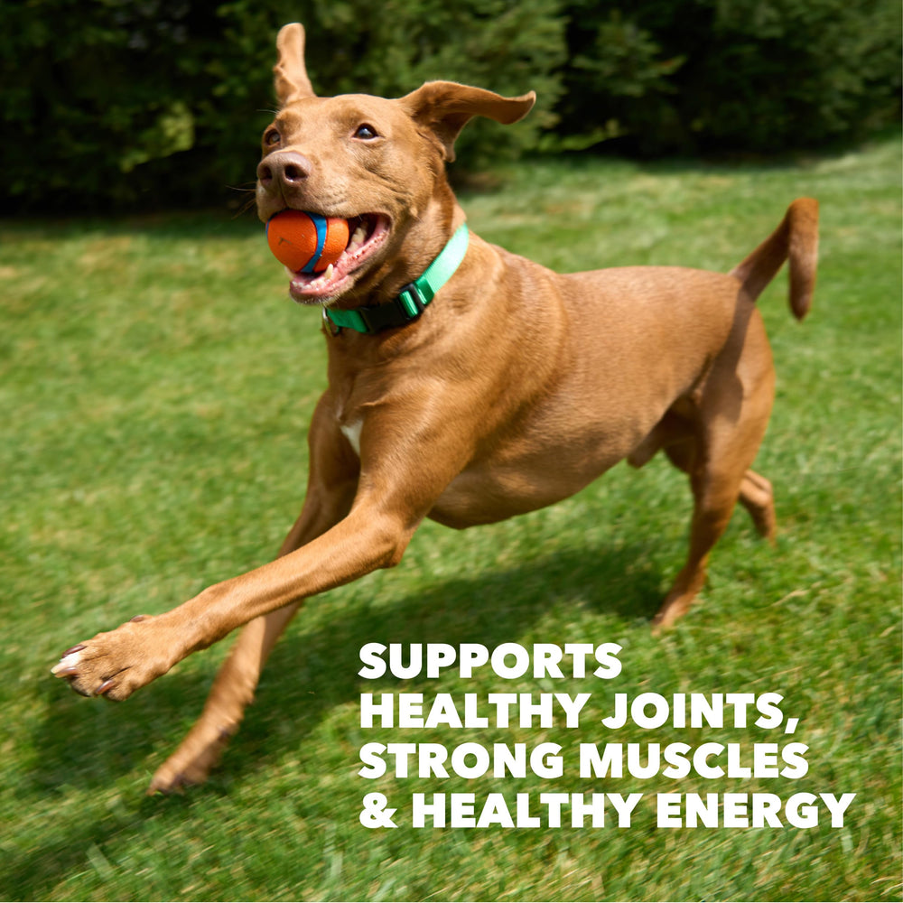 IAMS texture croquette proche, qualité nutritive visible pour muscles