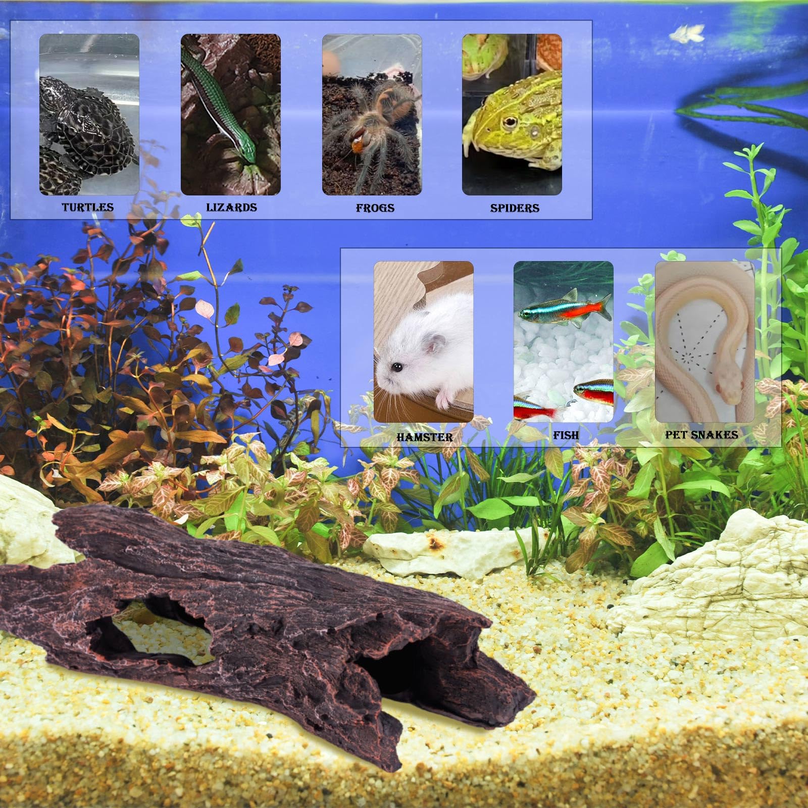 IBWell tronc intégré en terrarium avec serpent montrant abri stable et sûr