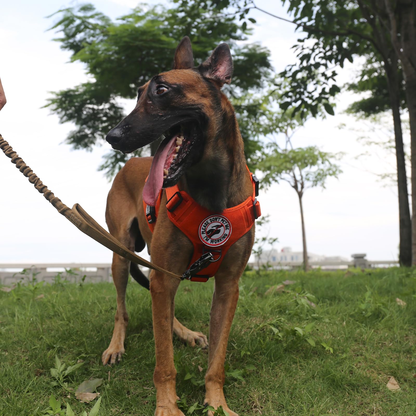 ICEFANG harnais porté en randonnée offrant confort et sécurité au chien