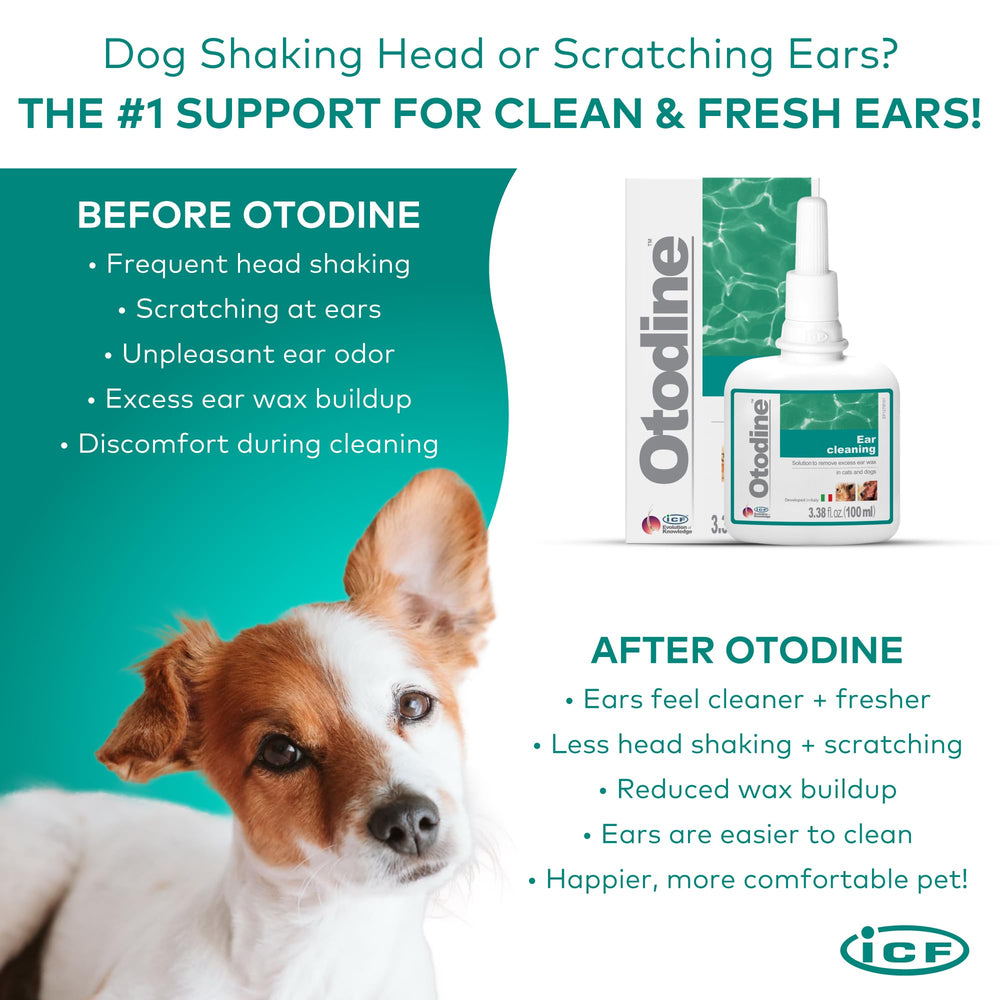 ICF Otodine en usage massage d'oreille chien favorisant évacuation des débris