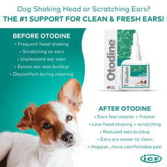 ICF Otodine en usage massage d'oreille chien favorisant évacuation des débris