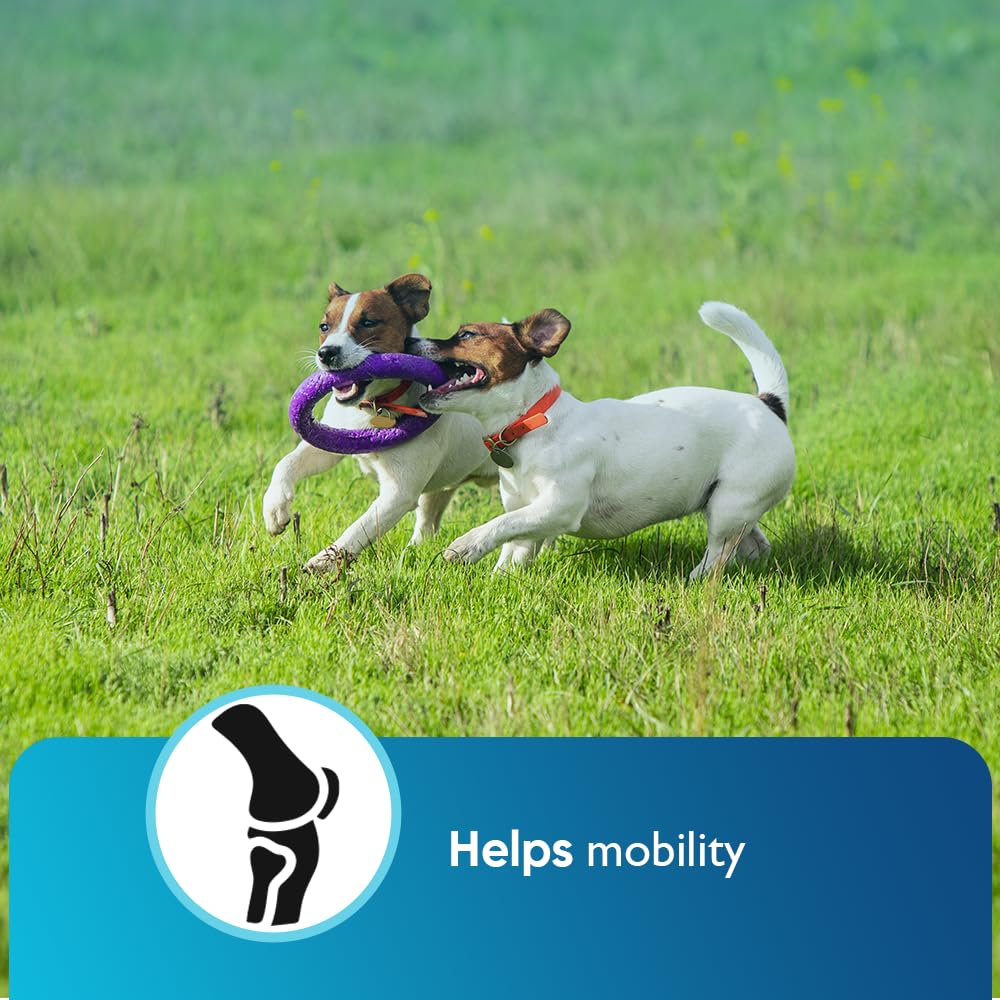 iHeartDogs chew donné au chien favorisant acceptation et calme