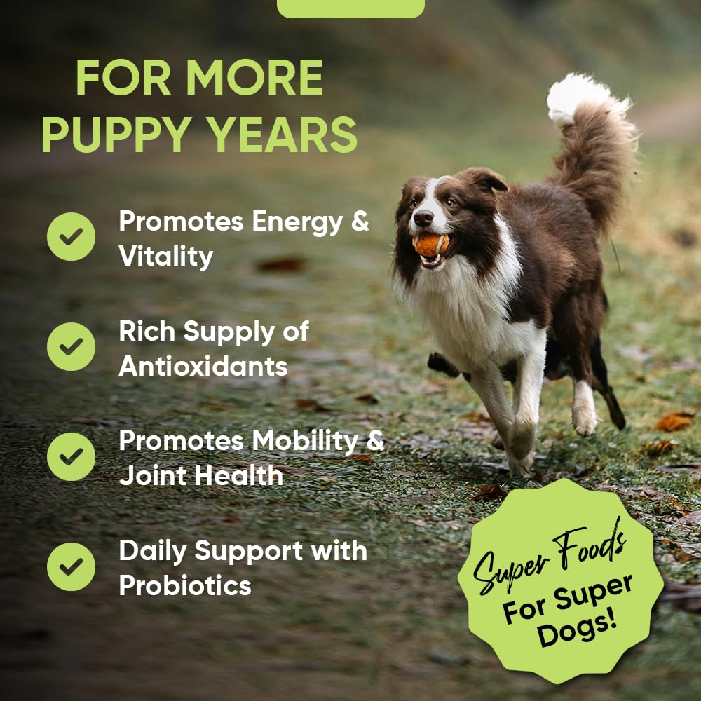 iHeartDogs poudre mélangée aux croquettes améliore la nutrition quotidienne