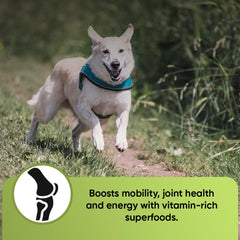 iHeartDogs spiruline poudre concentrée énergie et nutriments