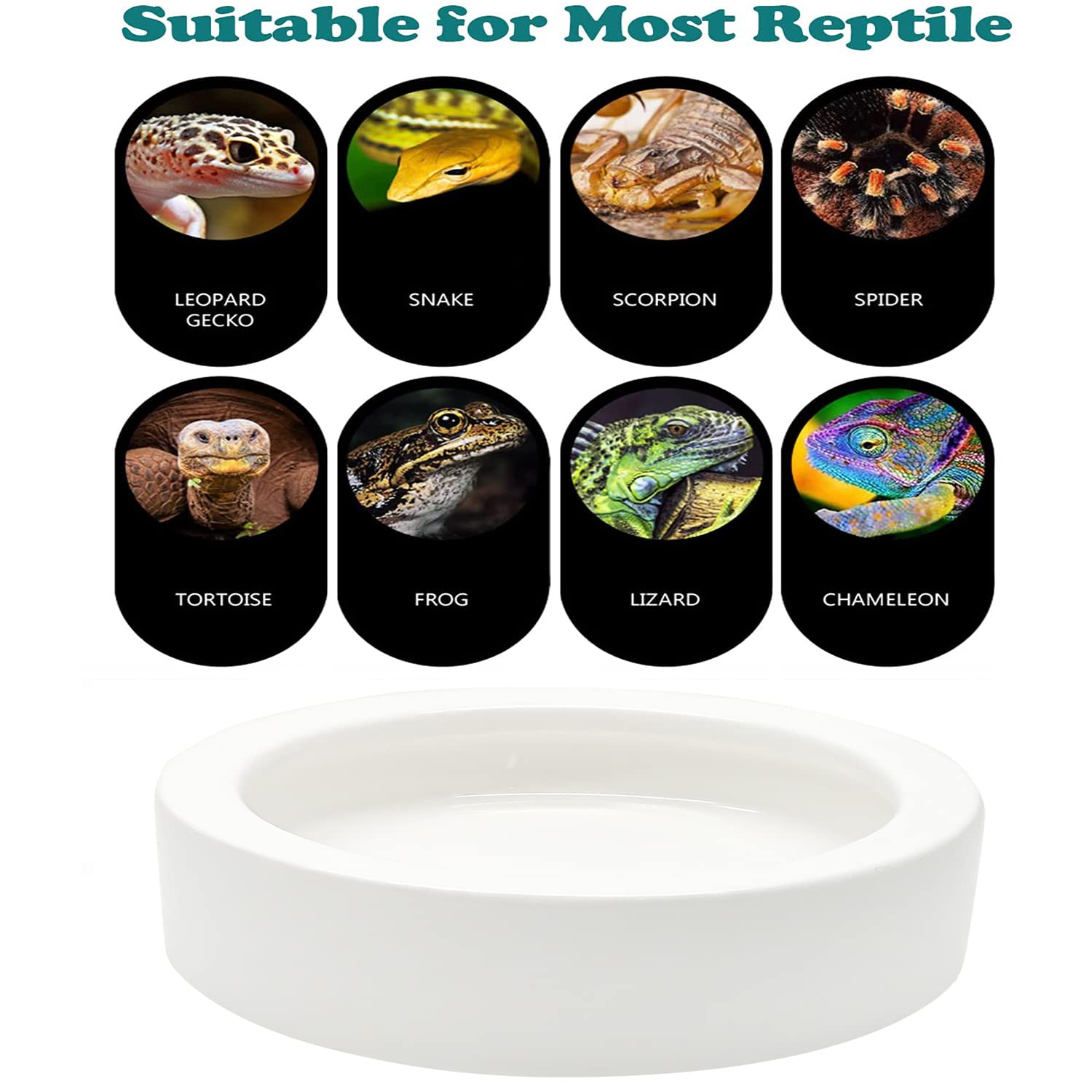 iHomeSet comparaison taille coupelle montrant échelle adaptée aux petits reptiles
