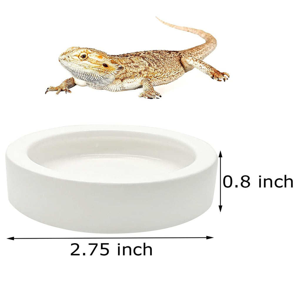 iHomeSet coupelle en terrarium utilisée par un gecko pour boire facilement