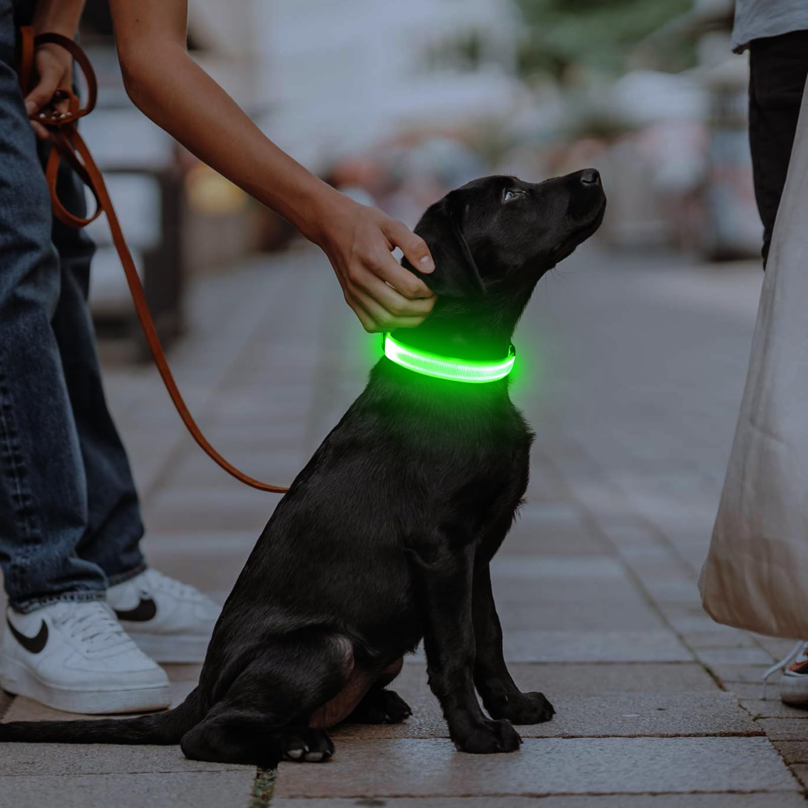 Illumifun collier porté par chien medium pour comparaison taille