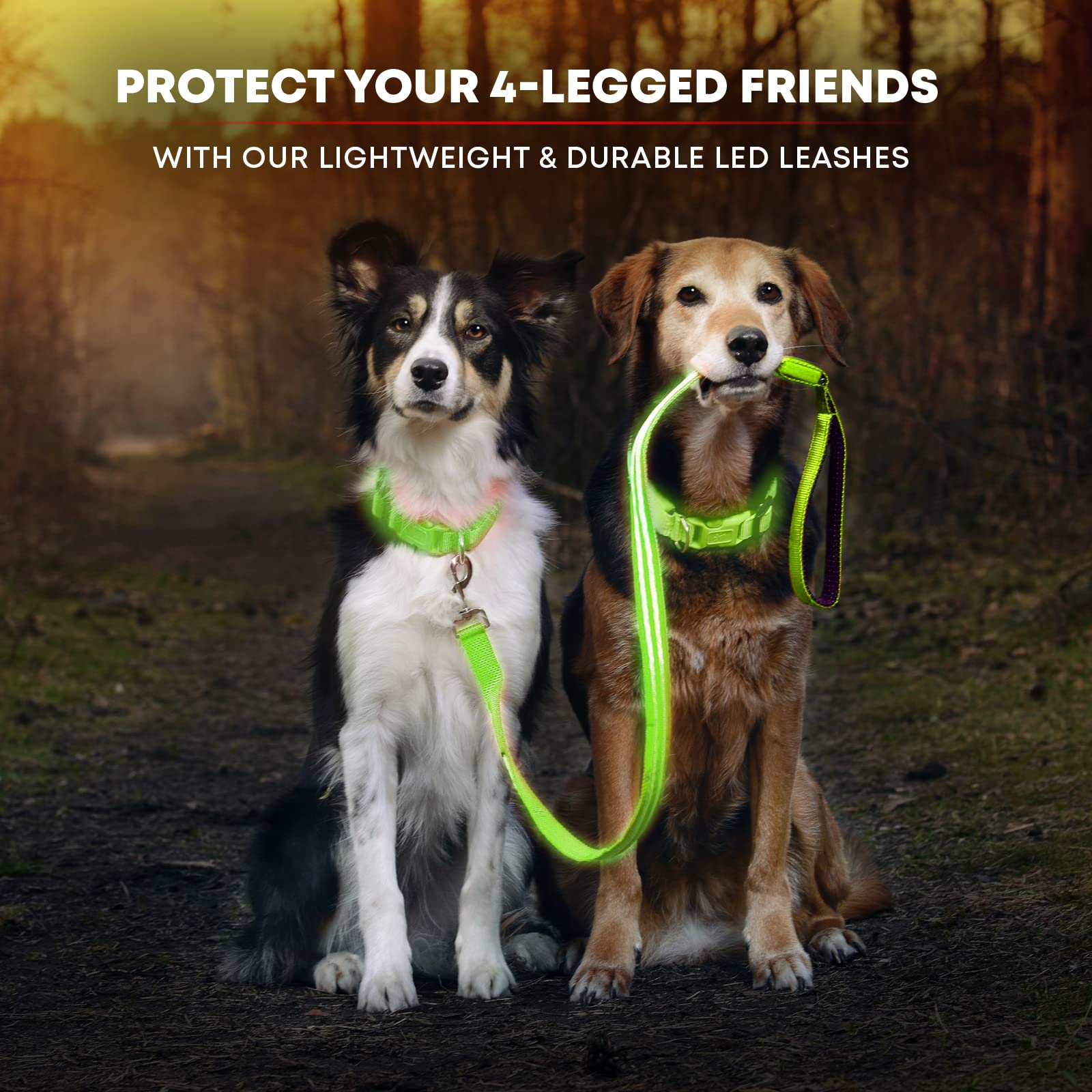 Illumiseen laisse en usage nocturne rend chien et propriétaire visibles