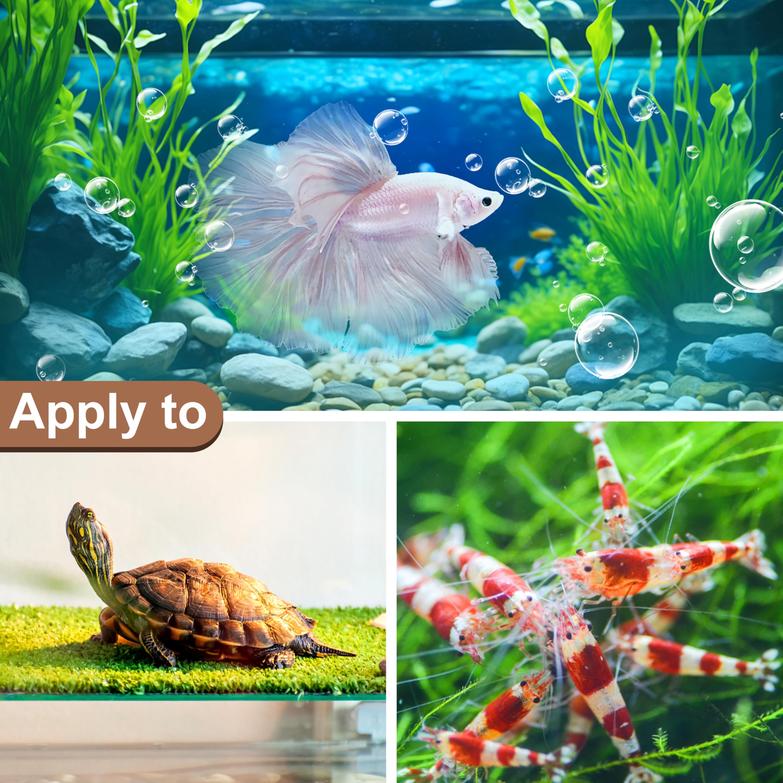 iMbaidy feuilles catappa dans nano-aquarium planté, bénéfice décor naturel et abri