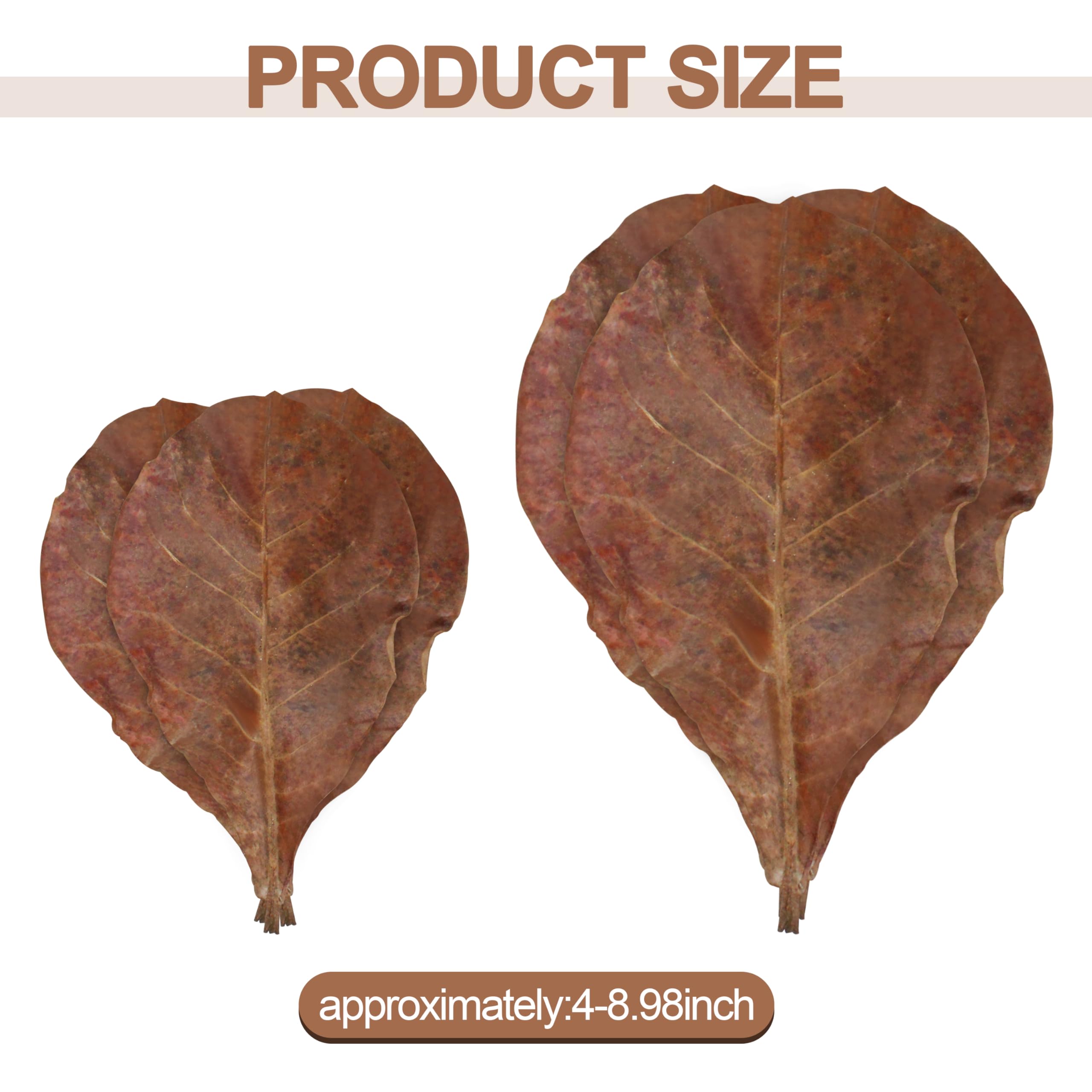 iMbaidy gros plan sur la texture des feuilles catappa, bénéfice qualité naturelle