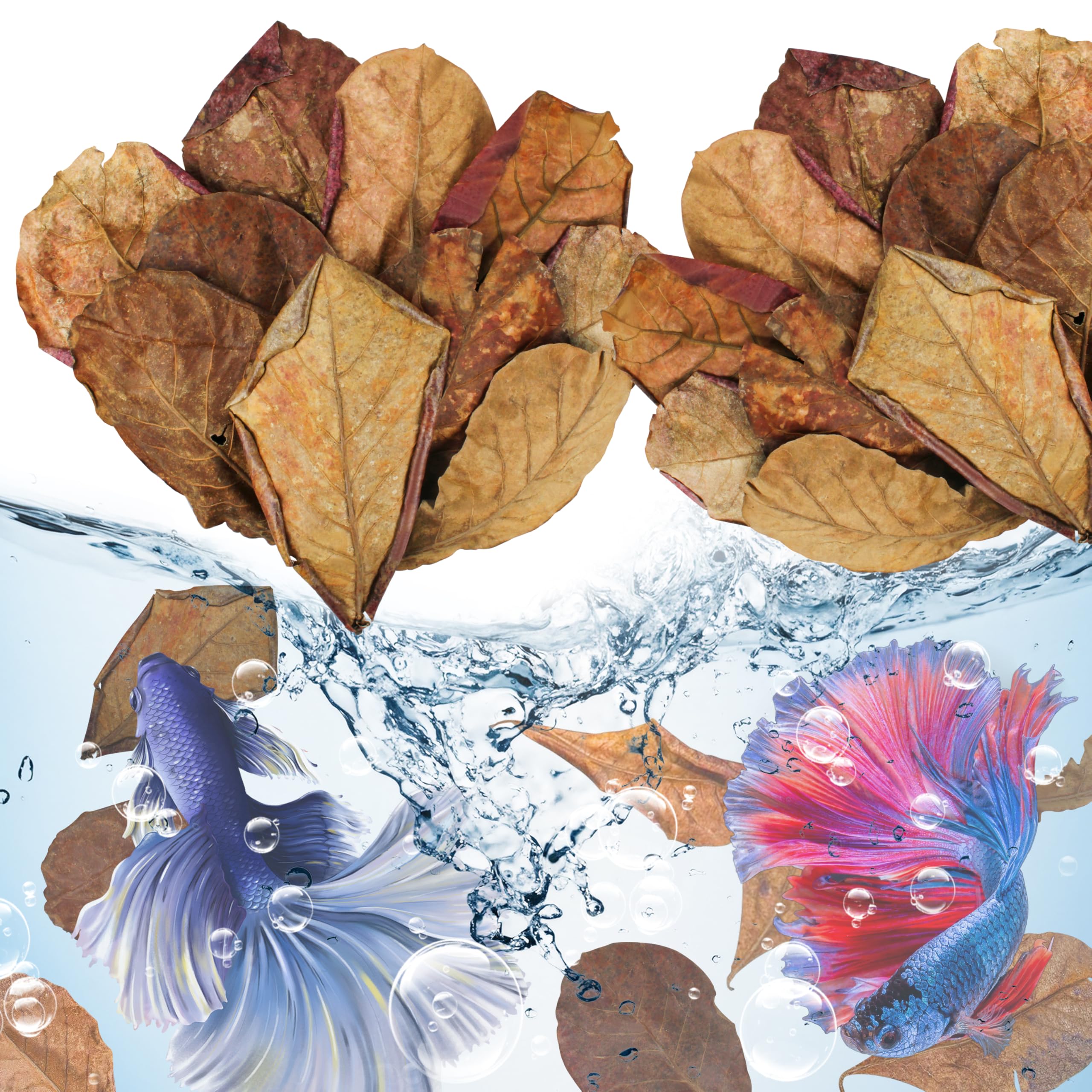 iMbaidy feuilles catappa flottant à la surface d'un aquarium, bénéfice environnement apaisant