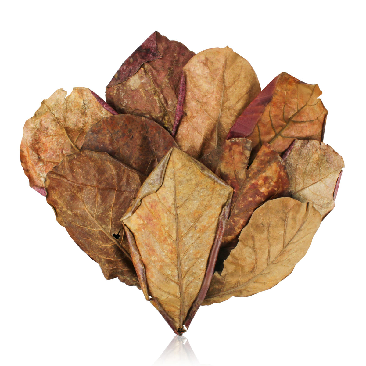 iMbaidy paquet de feuilles catappa montrant emballage et quantité, bénéfice stockage pratique