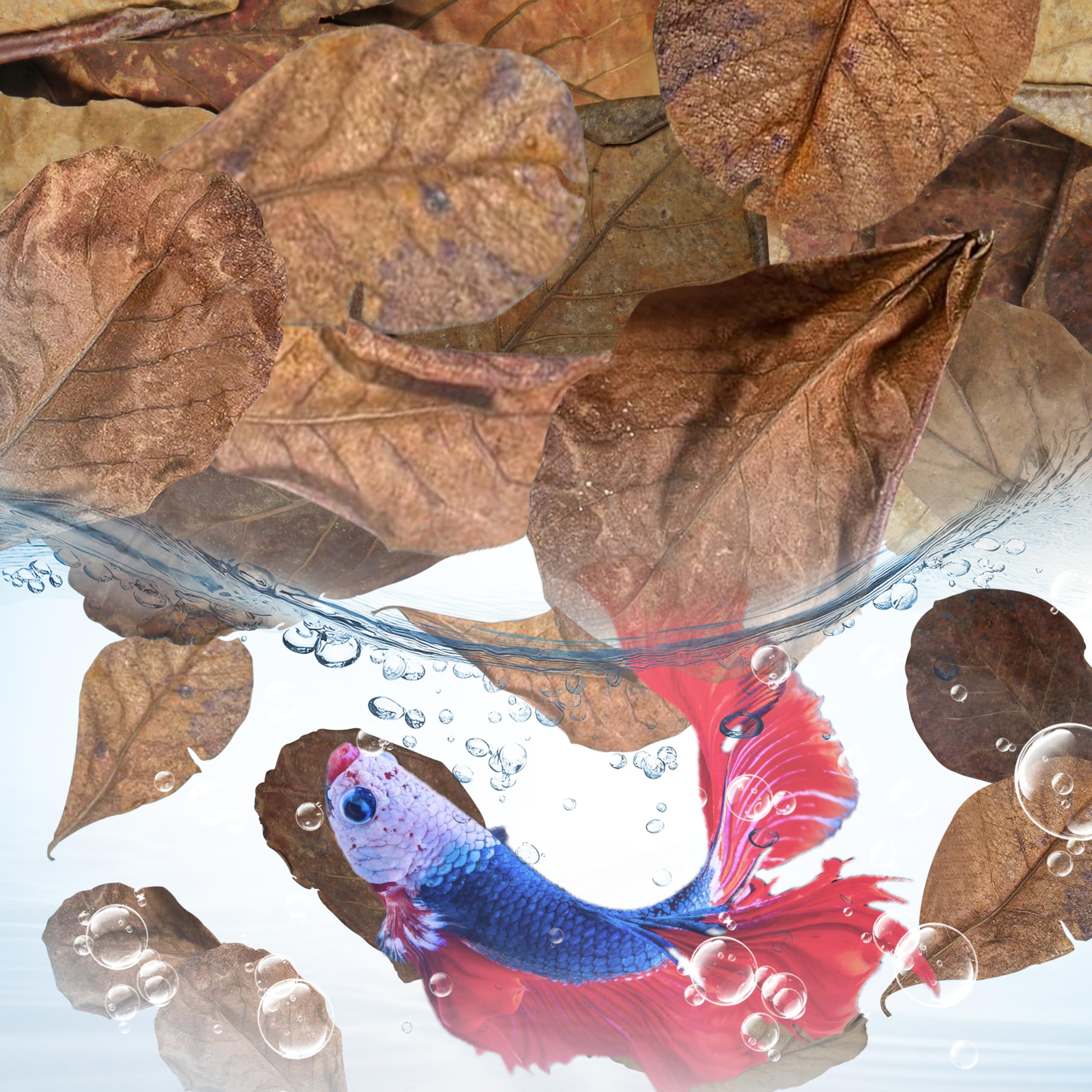iMbaidy feuille catappa près d'un betta dans l'aquarium, bénéfice support de reproduction