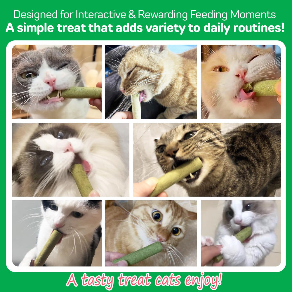 IMKCICSZ mise en scène intérieure chat détendu après mastication enrichissement