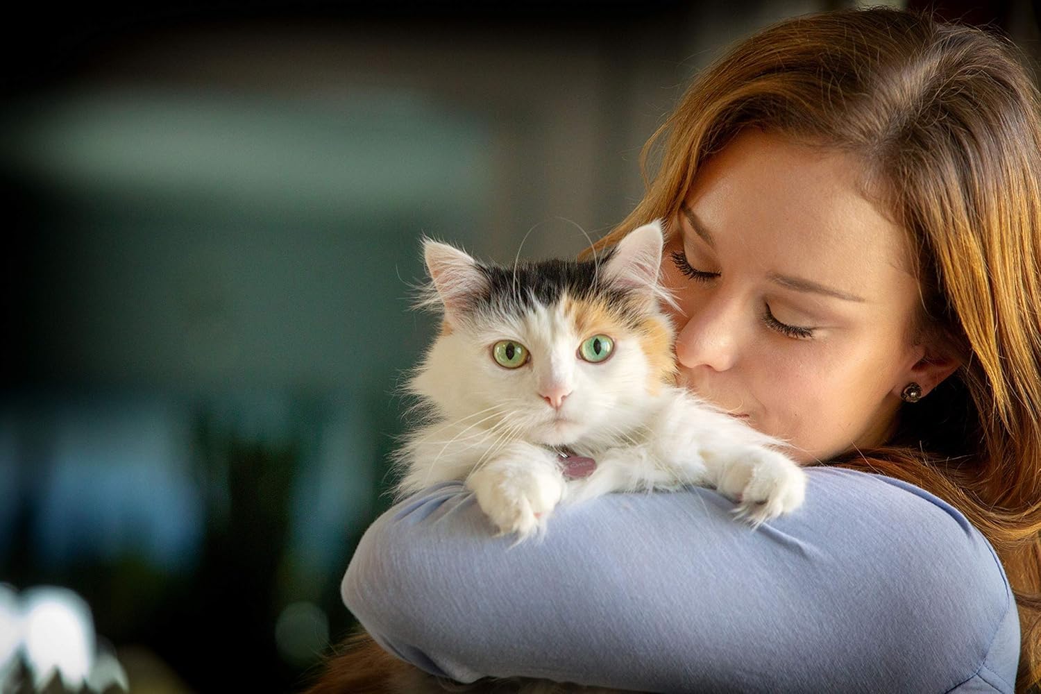 In Clover chat recevant la friandise, favorise récompense et entraînement