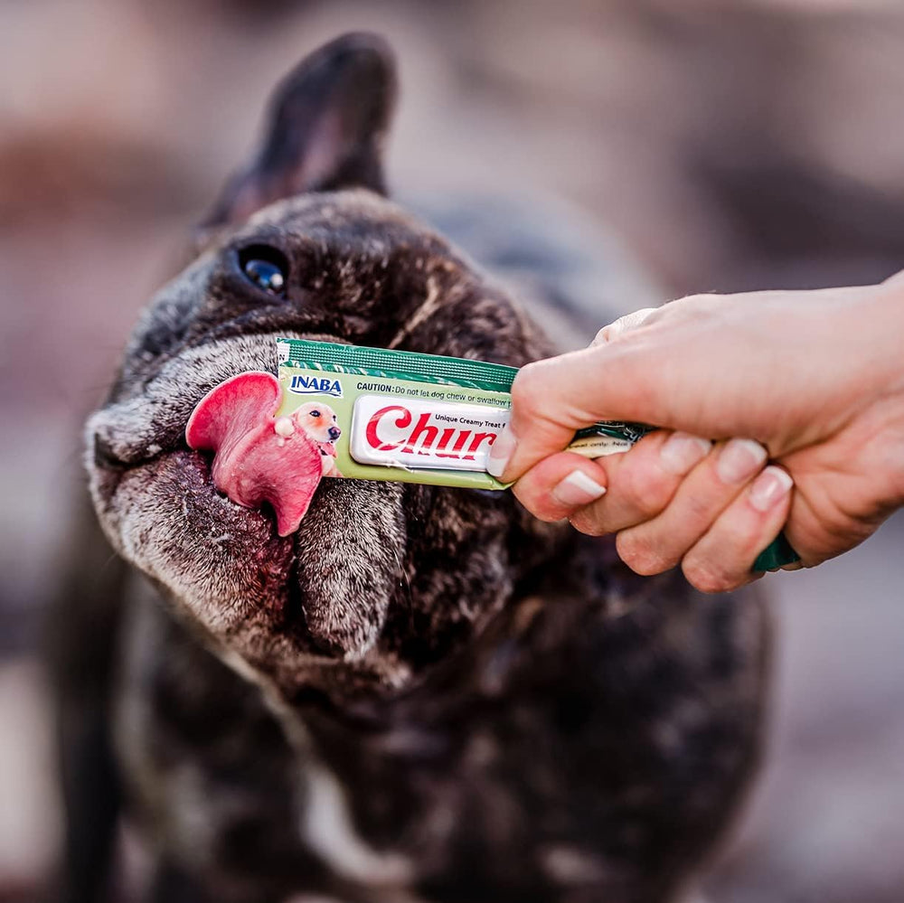 INABA Churu lors d'une promenade, snack hydratant pour activités extérieures
