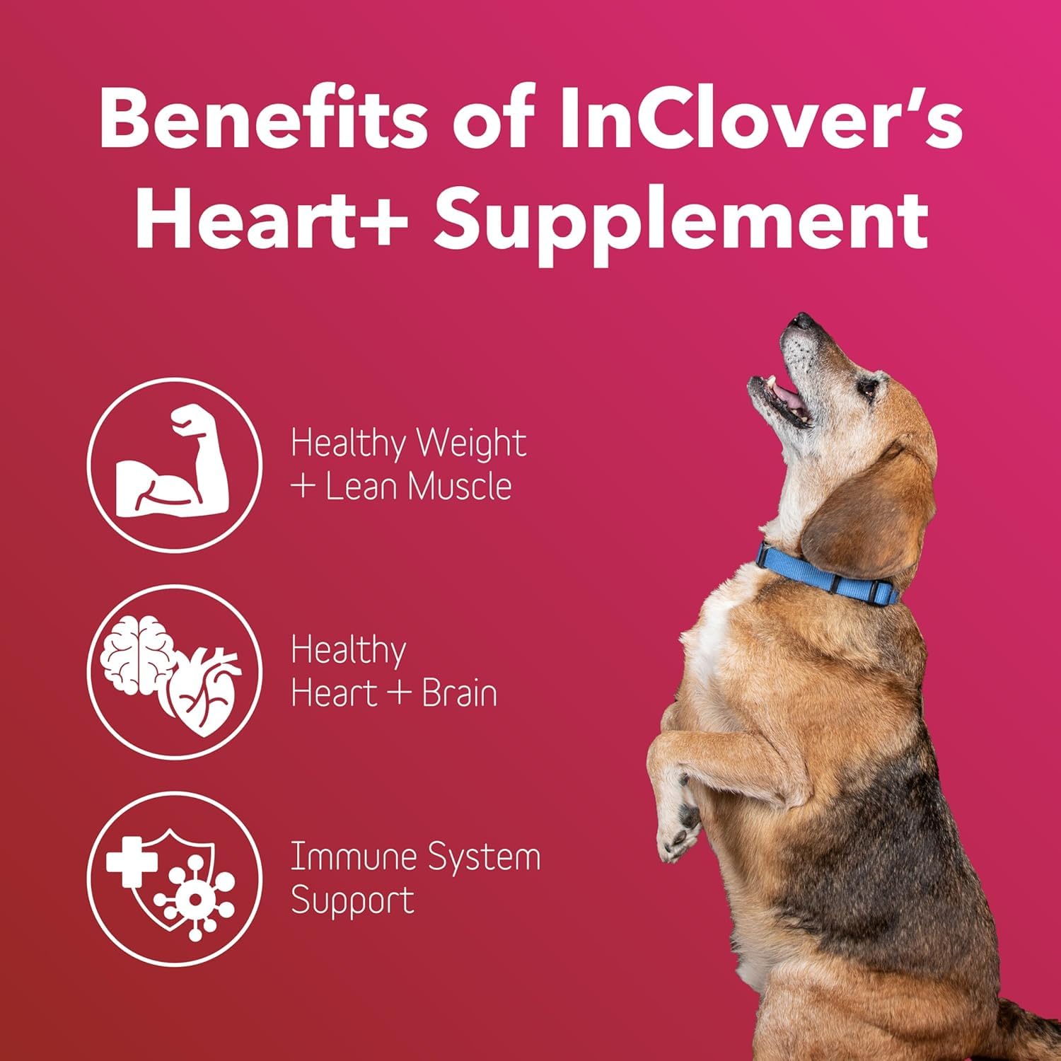InClover Heart+ poudre gros plan révélant texture facile à mélanger