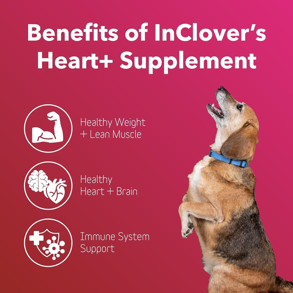 InClover Heart+ poudre gros plan révélant texture facile à mélanger