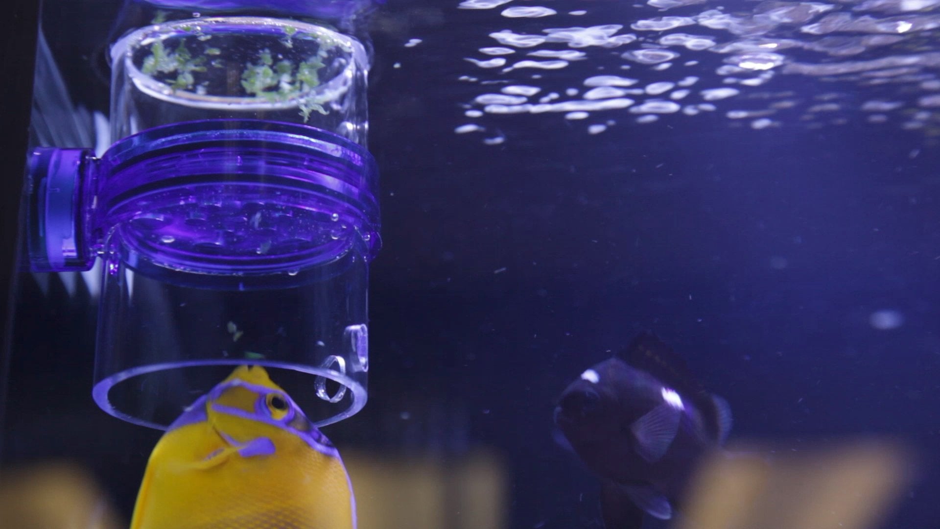 Innovative Marine échelle de taille du Defroster PRO à côté d'un poisson pour repère visuel
