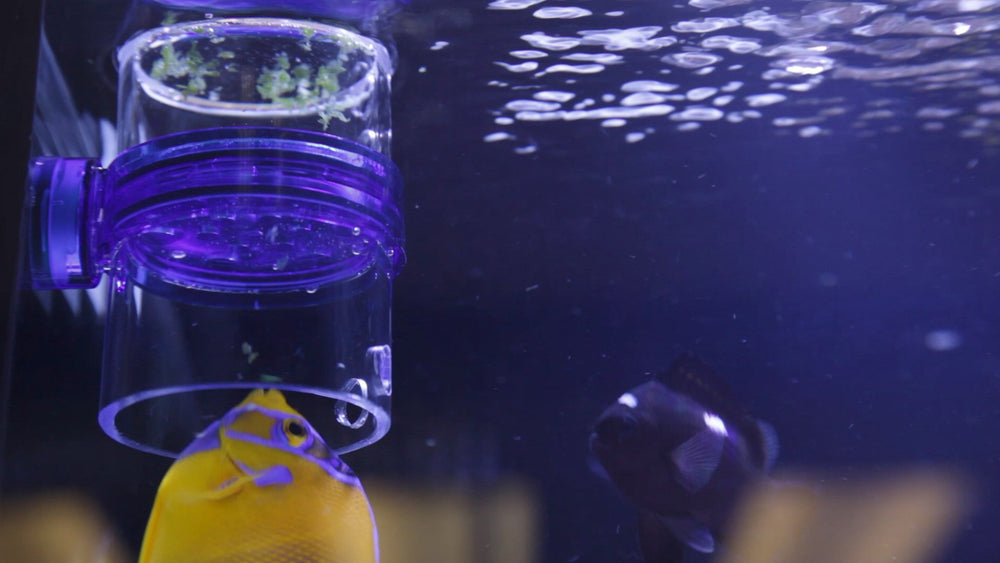 Innovative Marine échelle de taille du Defroster PRO à côté d'un poisson pour repère visuel