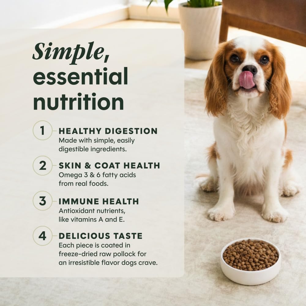 Instinct bol servi avec croquettes pour appétence et alimentation pratique