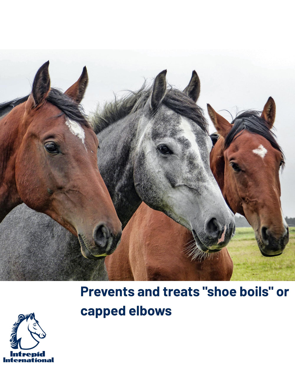 Intrepid International comparaison d'échelle, montre taille et ajustement clair