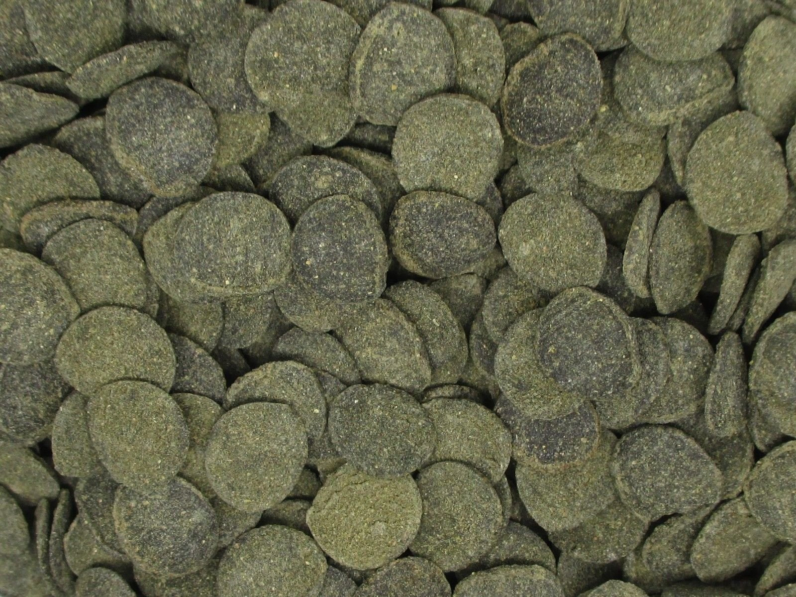 Gros plan des Mini Algae Discs Invert Aquatics révélant texture et taille adaptées aux crevettes